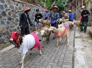 Seratusan Domba Meriahkan Karnaval HUT ke-80 RI di Temanggung