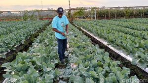 Menikmati Keindahan Bunga Marigold di Wisata Petik Sayur Lumajang