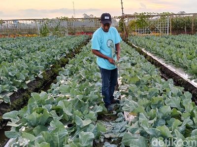 Menikmati Keindahan Bunga Marigold di Wisata Petik Sayur Lumajang