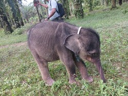 Duka di Hari Gajah Sedunia, Yuni yang Terpisah dari Induk Ternyata Telah Mati