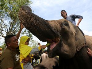 Peringatan Hari Gajah Sedunia di Aceh Peringatan Hari Gajah Sedunia di Aceh