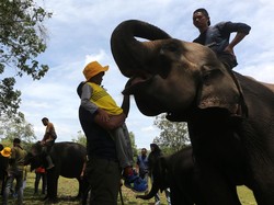 Fakta-Fakta PLG Saree, Rumah Empat Gajah yang Bersihkan Puing Banjir di Aceh