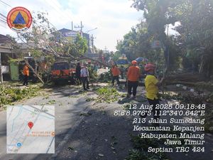 Pohon Sono Kembang Tumbang di Kepanjen, Sempat Macetkan Lalin Pohon Sono Kembang Tumbang di Kepanjen, Sempat Macetkan Lalin