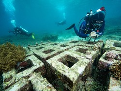 Jurus Harita Nickel Kebut Restorasi Terumbu Karang di Pulau Obi