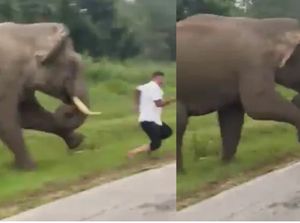 Turis Dikejar dan Diinjak Gajah Liar Usai Selfie Turis Dikejar dan Diinjak Gajah Liar Usai Selfie