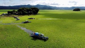 Gulma Air Serbu Waduk Terbesar El Salvador, Ancam Listrik dan Ekosistem