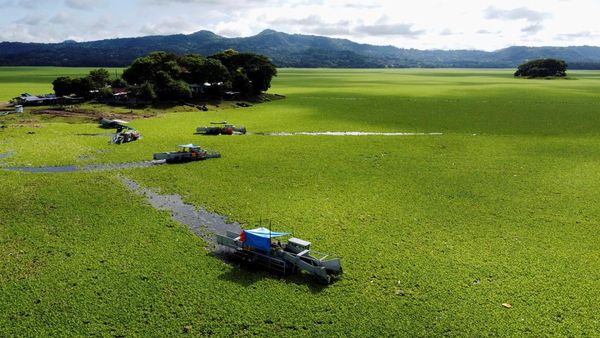 Gulma Air Serbu Waduk Terbesar El Salvador, Ancam Listrik dan Ekosistem