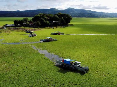 Gulma Air Serbu Waduk Terbesar El Salvador, Ancam Listrik dan Ekosistem