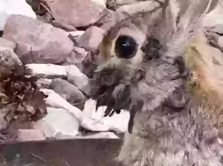 Kelinci dengan Wajah Bertentakel Muncul, Bahaya Bagi Manusia?