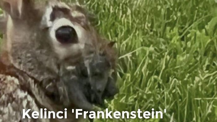 Video: Kelinci Frankenstein dengan Wajah Bertentakel Gegerkan AS