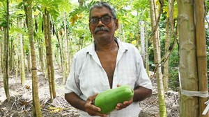 Keren! Petani 70 Tahun Ini Mampu Hasilkan 75.000 Kg Pepaya per Tahun