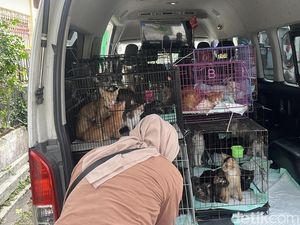 Puluhan Kucing Telantar di Shelter Jebres Solo, 3 Bangkai Disimpan di Freezer Puluhan Kucing Telantar di Shelter Jebres Solo, 3 Bangkai Disimpan di Freezer