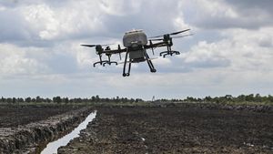 Keren, Petani di Kalsel Tanam Padi Gunakan Drone