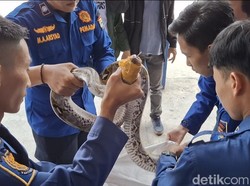 Damkar Evakuasi Ular Piton 3 Meter -15 Telurnya di Rumah Warga Palembang