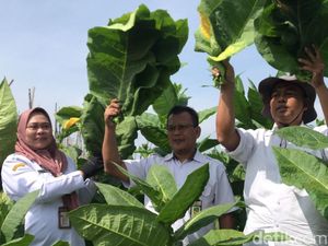 Tungguk Tembakau, Tradisi Awal Panen di Lereng Merbabu Boyolali Tungguk Tembakau, Tradisi Awal Panen di Lereng Merbabu Boyolali