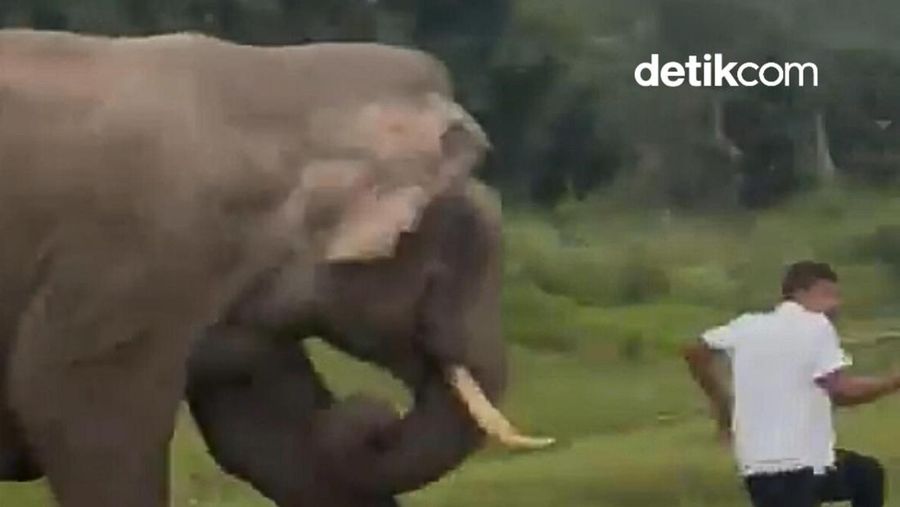 Video: Turis Diinjak Gajah Liar Seusai Selfie