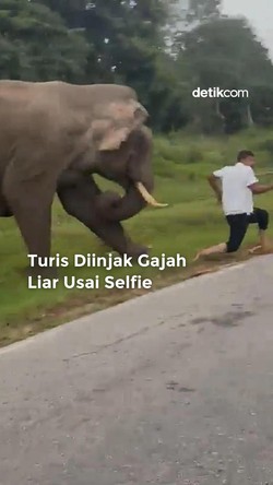 Video: Turis Diinjak Gajah Liar Seusai Selfie