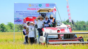 Wagub Sulsel & Titiek Soeharto Panen Raya di Maros, Capai 9 Ton/Hektare