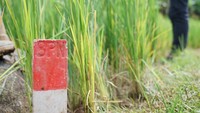 Kenapa Pemilik Tanah Harus Pasang Patok? Ini 3 Alasannya