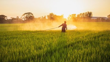 AI Bikin Petani Gagal Panen,10 Hektar Ladang Wijen Mati