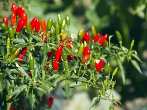 Cara Menanam Cabe dari Biji sampai Panen dan Tips biar Cepat Tumbuh