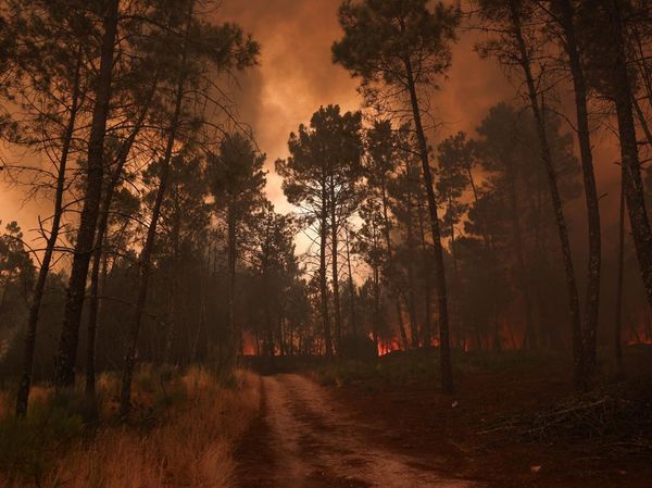 Kebakaran Hutan Serentak Terjang Negara-negara Eropa