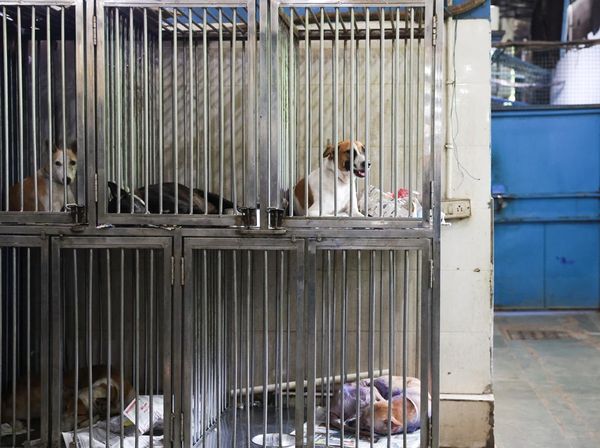 Lonjakan Kasus Gigitan, Mahkamah Agung India Minta Anjing Liar Delhi Direlokasi