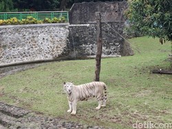 Isu Pakan Harimau Dibawa Pulang Bikin Ragunan Keheranan