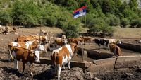 Serbia Dilanda Kekeringan Ekstrem, Ternak dan Petani Terjebak Krisis
