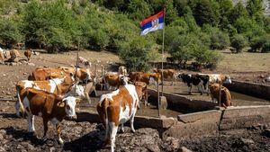 Serbia Dilanda Kekeringan Ekstrem, Ternak dan Petani Terjebak Krisis
