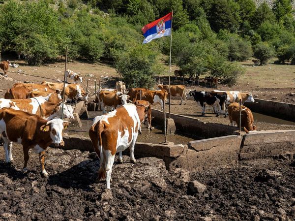 Serbia Dilanda Kekeringan Ekstrem, Ternak dan Petani Terjebak Krisis