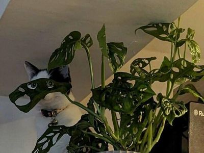 Aksi Kocak Para Kucing yang Bikin Nyengir, Gemasnya!