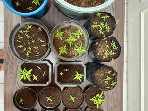 Tanam Ratusan Pohon Ganja di Rumah, Pegawai Desa Garut Diciduk Polisi