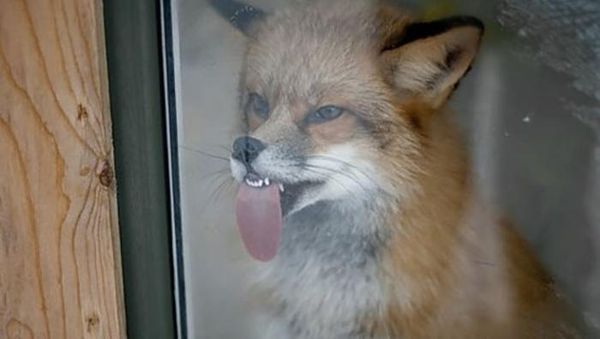 Ekspresi Konyol Hewan yang Bikin Gemas