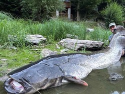Pria di Ceko Berhasil Tangkap Ikan Lele Raksasa Sepanjang 2 Meter