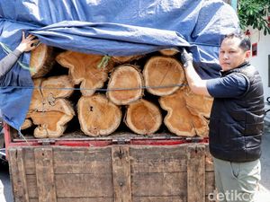 2 Pria Pencuri Kayu di Ponorogo Ditangkap, 40 Gelondong Disita 2 Pria Pencuri Kayu di Ponorogo Ditangkap, 40 Gelondong Disita