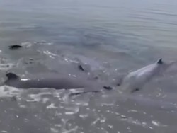 8 Ekor Lumba-lumba Terdampar di Laut Dangkal Asahan Berhasil Dievakuasi