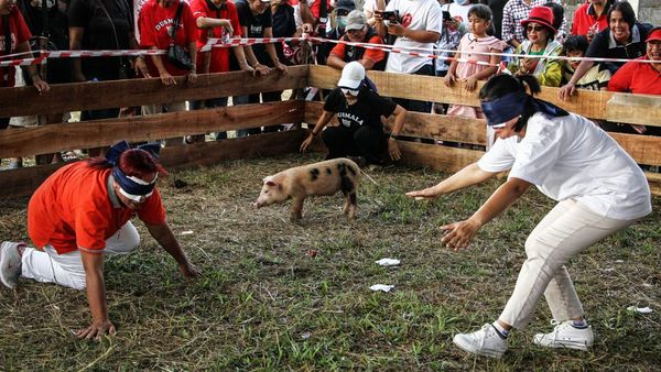 Tradisi Unik Tangkap Anak Babi Meriahkan HUT Ke-80 RI di Palangka Raya