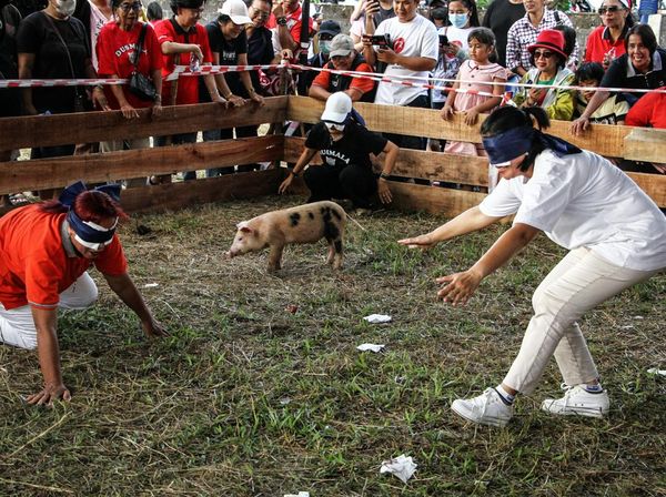 Tradisi Unik Tangkap Anak Babi Meriahkan HUT Ke-80 RI di Palangka Raya