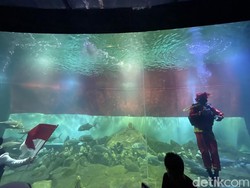 Video: Pengibaran Bendera Merah Putih di Akuarium Indonesia Pangandaran