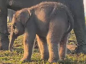 Lokasi Taman Nasional Way Kambas, Destinasi Seru Bertemu Anak Gajah Lokasi Taman Nasional Way Kambas, Destinasi Seru Bertemu Anak Gajah