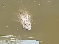 Heboh Buaya Besar Muncul di Sungai Wonorejo Surabaya