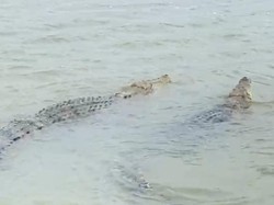 Heboh 2 Buaya Muncul di Sungai Babana Pinrang, Warga Diminta Waspada