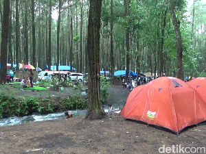 Serunya Wisata Camping Poncosumo di Hutan Pinus Kaki Gunung Semeru Serunya Wisata Camping Poncosumo di Hutan Pinus Kaki Gunung Semeru