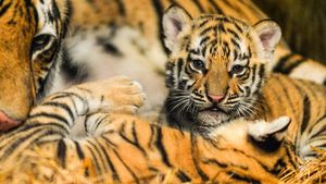 Jelita dan Sarukh Khan Lahirkan Dua Anak Harimau di Bandung Zoo