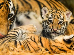 Harimau Benggala Mati di Bandung Zoo