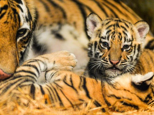 Jelita dan Sarukh Khan Lahirkan Dua Anak Harimau di Bandung Zoo