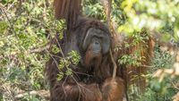 Potret Jojo, Orang Utan yang Merdeka Setelah Terkurung 20 Tahun