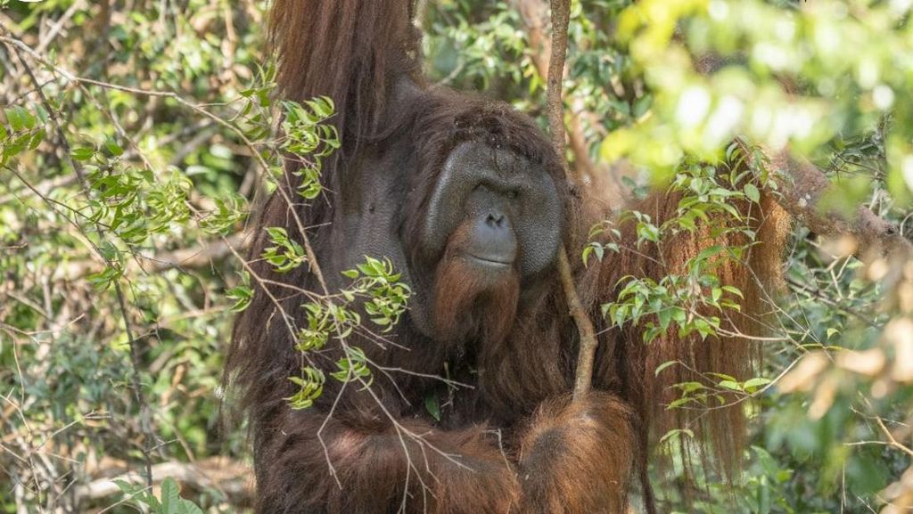 Potret Jojo, Orang Utan yang Merdeka Setelah Terkurung 20 Tahun Potret Jojo, Orang Utan yang Merdeka Setelah Terkurung 20 Tahun