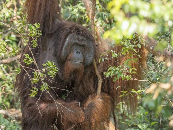 Potret Jojo, Orang Utan yang Merdeka Setelah Terkurung 20 Tahun